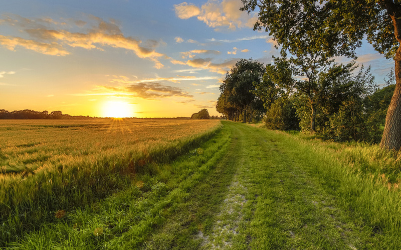 Creative Nature, Rudmer Zwerver, Adobe.Stock.com Wheat field along old oak track at sunset on Dutch countryside